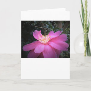 Camellia, carte