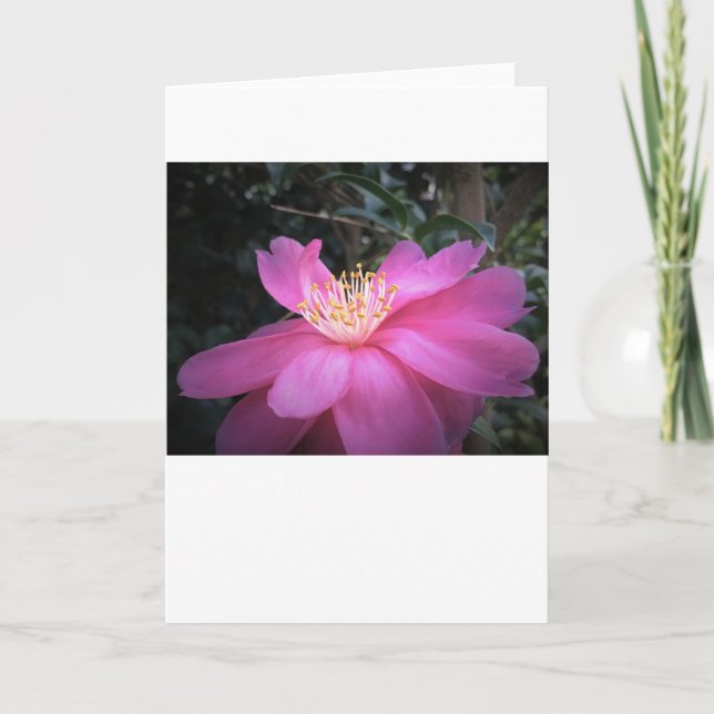 Camellia, carte (Devant)