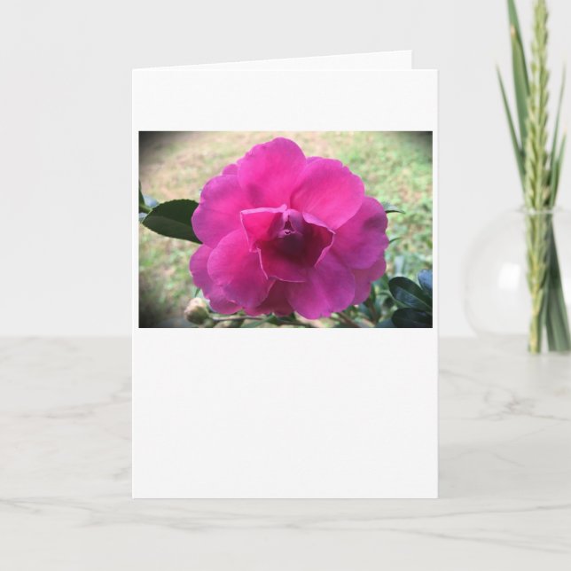 Camellia, carte (Devant)