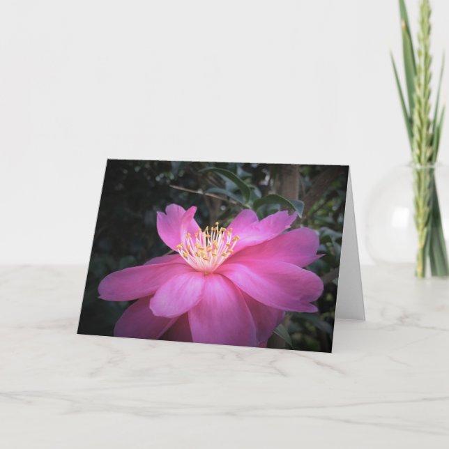 Camellia, carte (Devant)