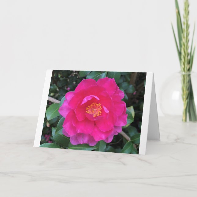 Camellia, carte (Devant)