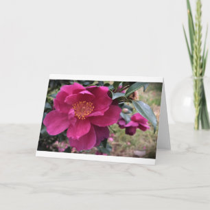 Camellia, carte