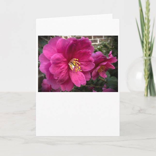Camellia, carte (Devant)