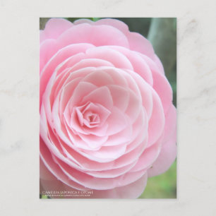 Camellia japonica f. otome : carte postale