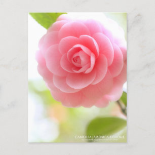 Camellia japonica f. otome : carte postale