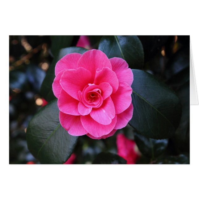 Camellia rose (Devant horizontal)