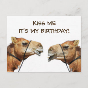 Camels Kissing Funny Carte postale