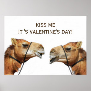 Camels Kissing Funny Poster