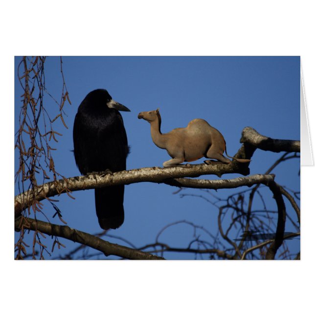 Camelus dromedarius (Devant horizontal)
