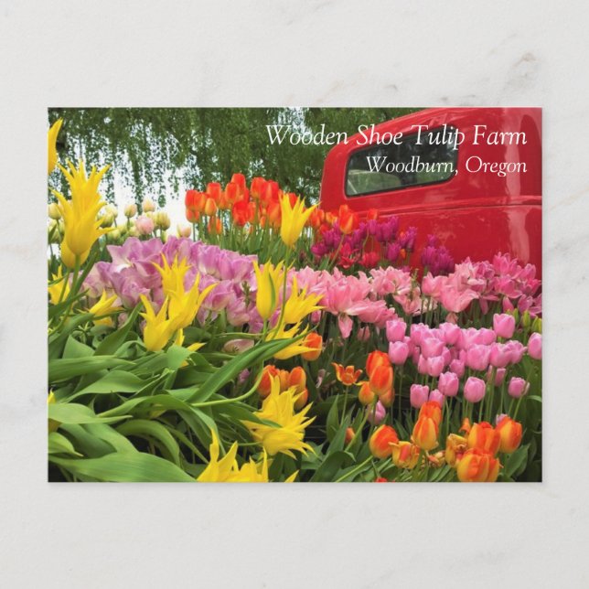 Camion rouge avec tulipes, carte postale de l'Oreg (Devant)
