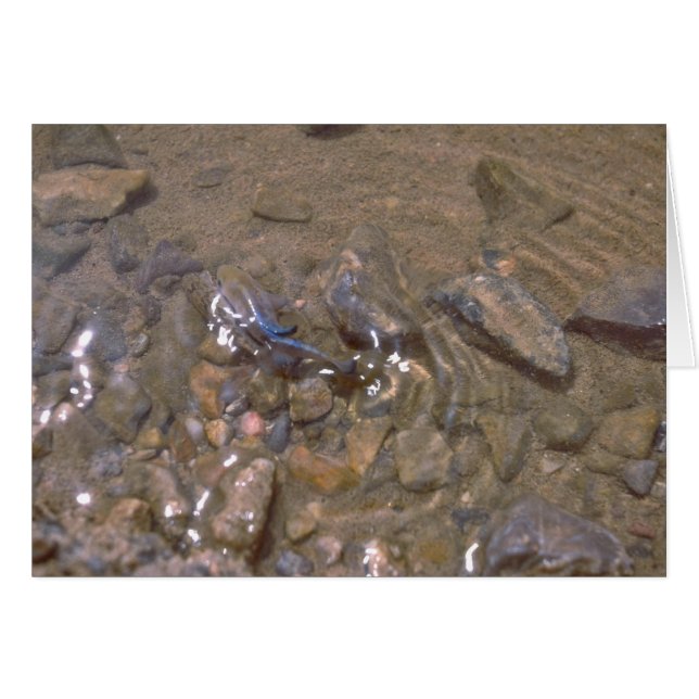 Camouflage Au Fond De La Rivière (Devant horizontal)
