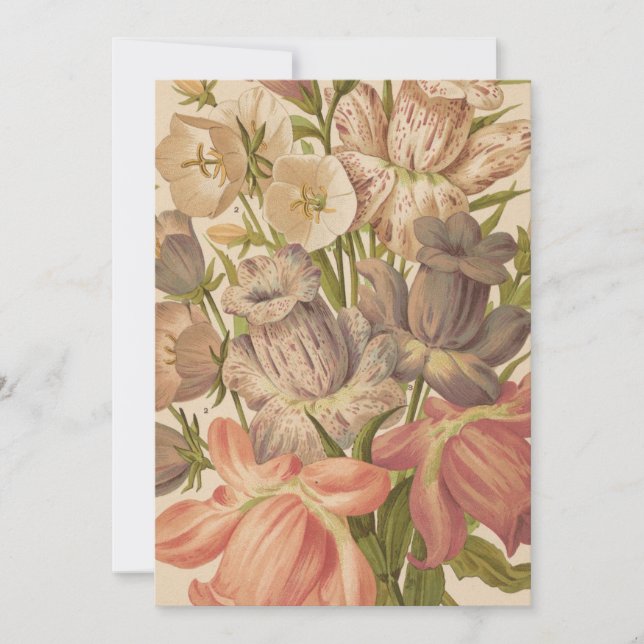 Campanula | George Nicholson (Devant)