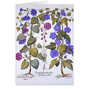 Campanule et Convovulus