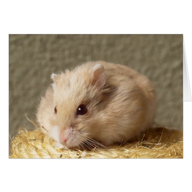 Campbells Dwarf Hamster russe, Argente (Devant Horizontal)