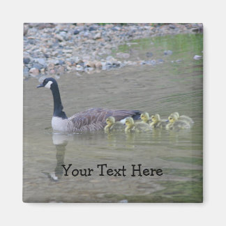 Canada Geese Mom Babies Nature Photo Magnet