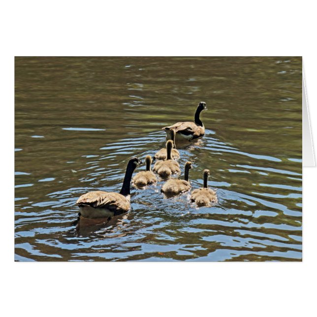 Canada Geese with Goslings (Devant horizontal)