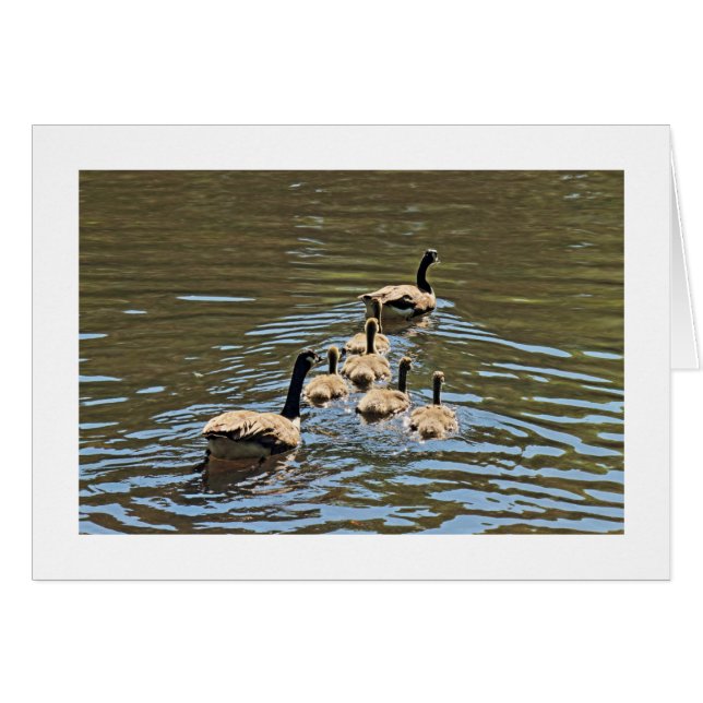 Canada Geese with Goslings (Bordered) (Devant horizontal)