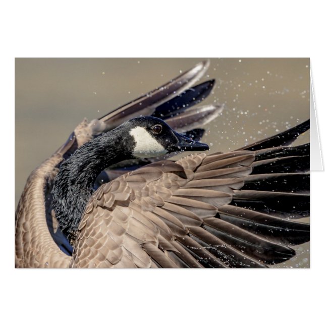 Canada Goose (Devant horizontal)