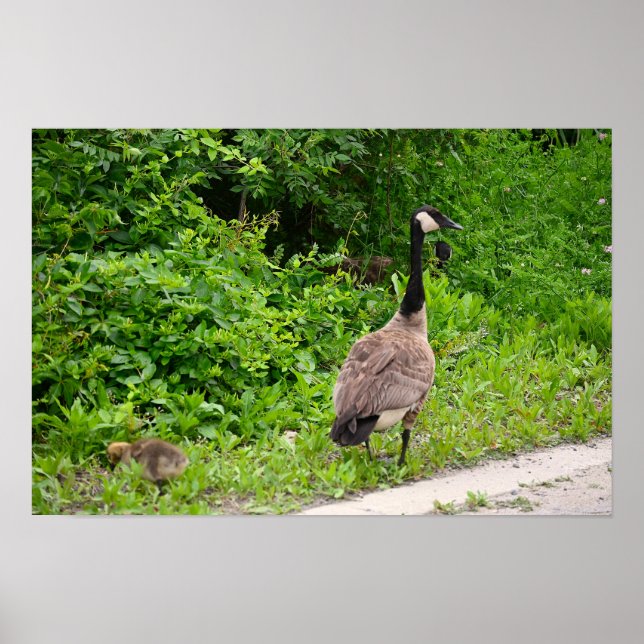 Canada Goose and Gosling Poster (Devant)