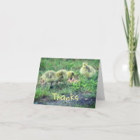 Canada Goose Baby Carte de remerciements naturel