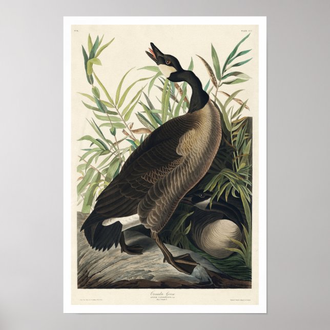 Canada Goose by Audubon Poster (Devant)