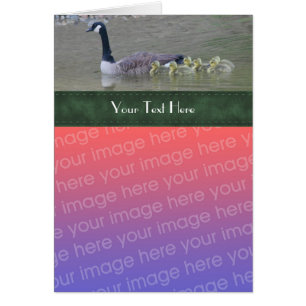 Canada Goose Family Nature Carte photo