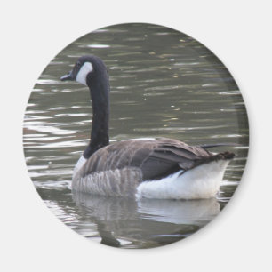 Canada Goose Magnet