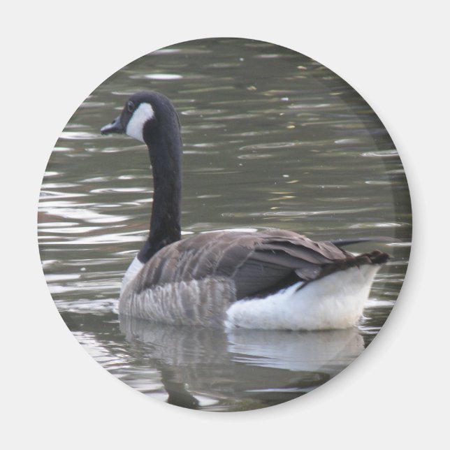 Canada Goose Magnet (Devant)