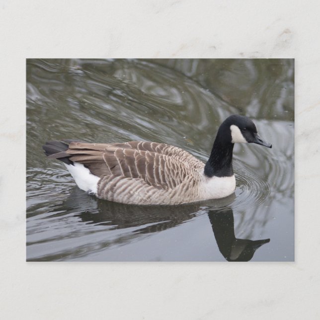 Canada Goose nager sur le canal Carte postale (Devant)