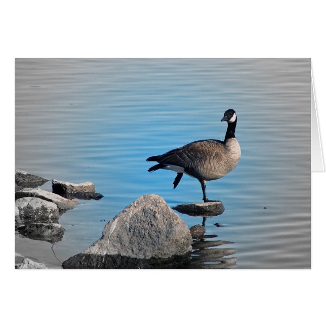 Canada Goose on Rocks (Devant horizontal)