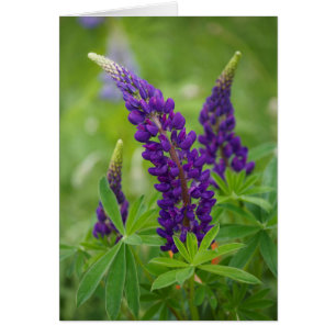 Canada, Nouveau-Brunswick, .