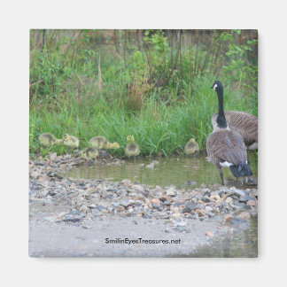 Canada Oies Maman Bébés Nature Photo Magnet