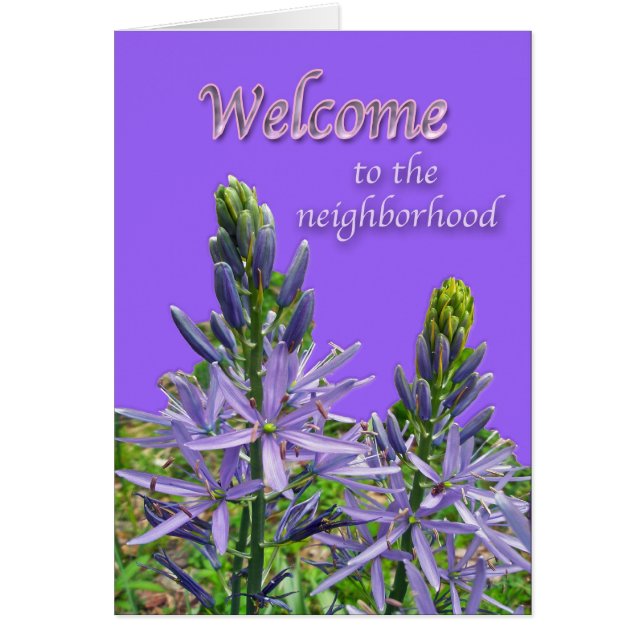 Canadensis Lily Welcome (Devant)