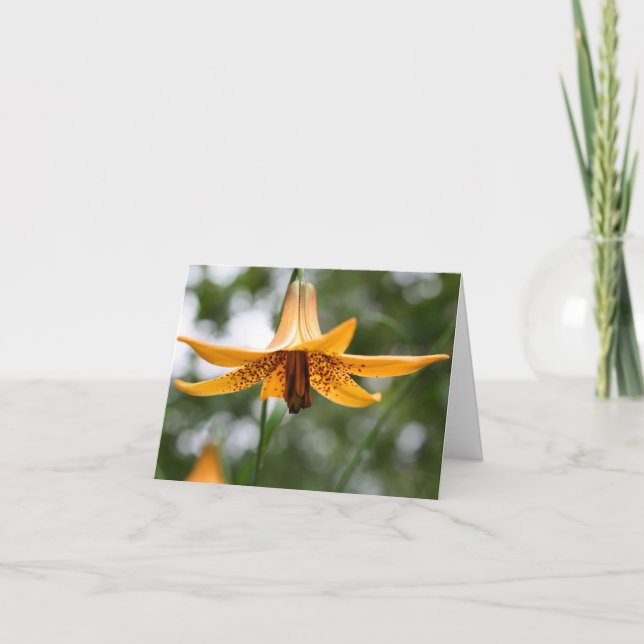 Canadian Lily Flower Photography  (Devant)
