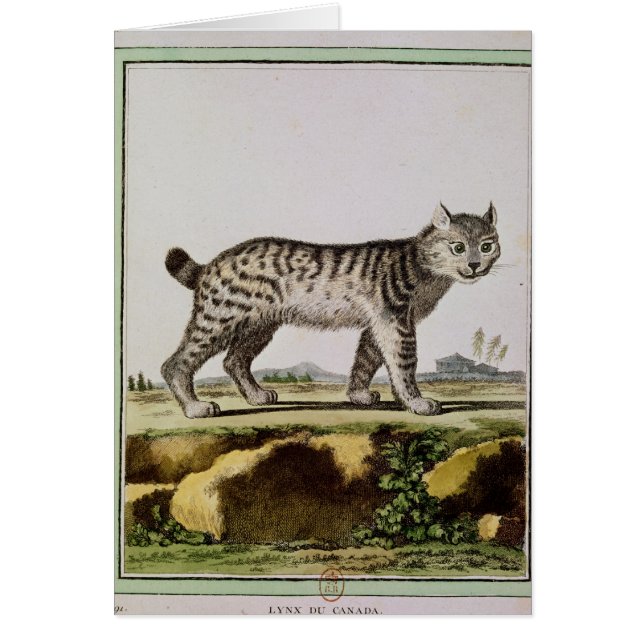 Canadien Lynx (Devant)