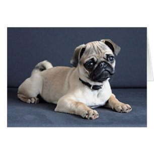 Canapé de Puppy