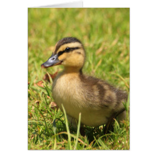 Canard