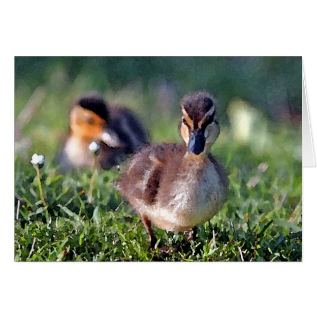 Canard (Devant horizontal)