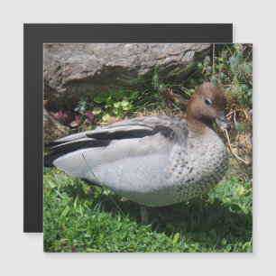 Canard à bois australien dans un jardin tranquille