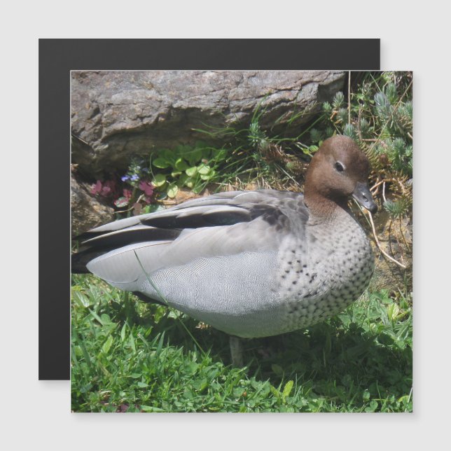 Canard à bois australien dans un jardin tranquille (Devant / Derrière)