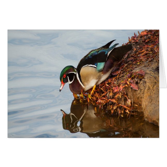 Canard à bois sur le rivage (Devant horizontal)