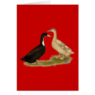 Canard à couchage hybride