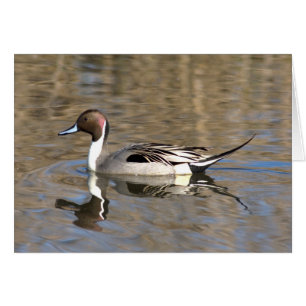 Canard à queue pointue nage dans un étang