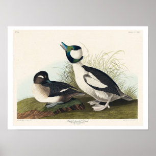 Canard à tête de buffle par Audubon Poster