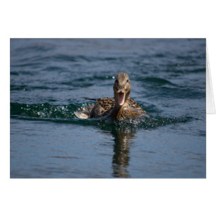 Canard avec bec ouvert