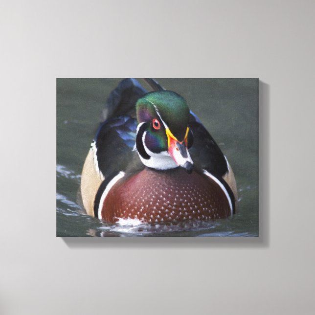 Canard branchu américain sur toile (Recto)