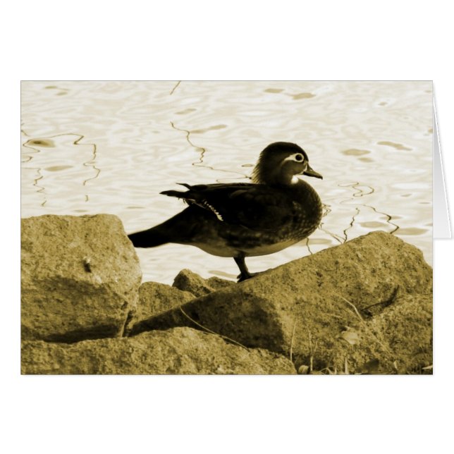 Canard branchu femelle (Devant horizontal)