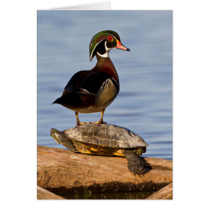 Canard branchu mâle debout sur une Tortue à oreill