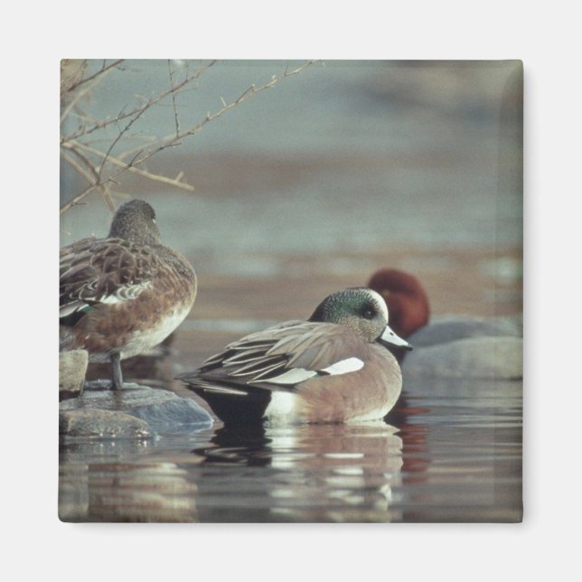 canard colvert américain sauvage aimant (Devant)