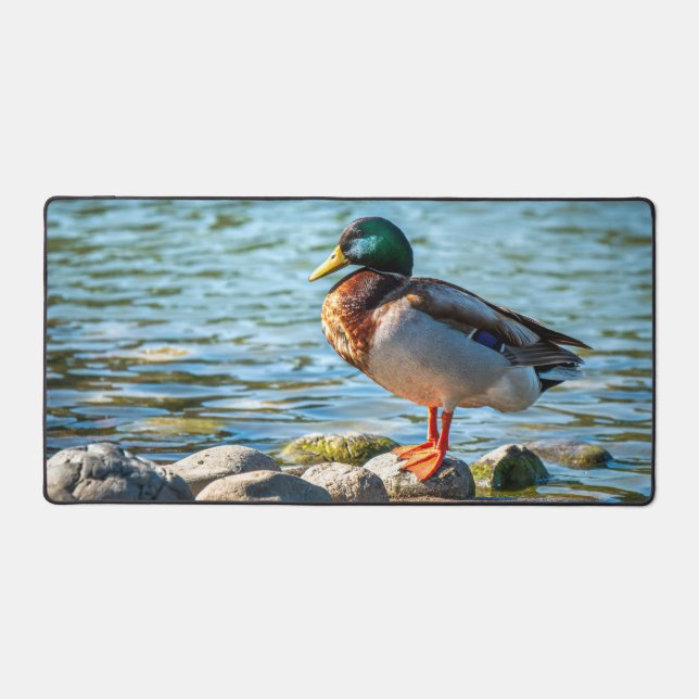 Canard colvert debout sur des rochers du rivage au (Recto)